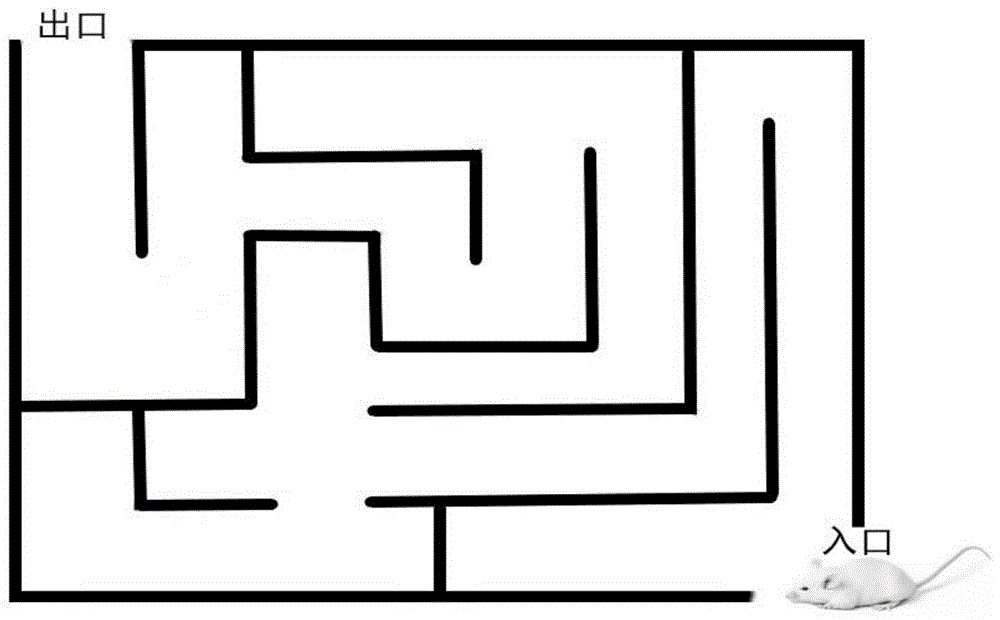 一種黑色食品發(fā)酵型復(fù)合小分子肽、口服液及制備方法和應(yīng)用