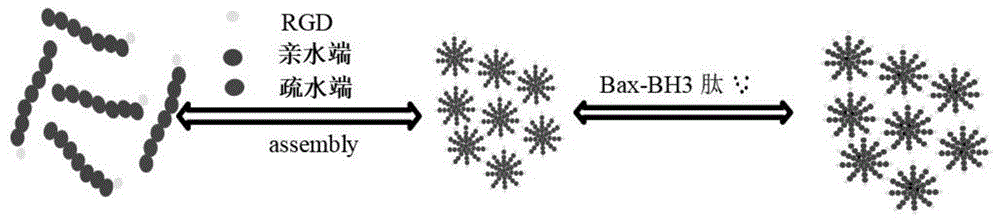 一種抗腫瘤多肽Bax-BH3、熒光高分子納米膠束及其制備方法和應(yīng)用